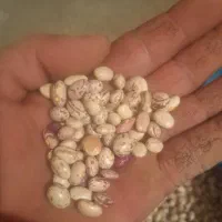 لوبیاچیتی بوجارشده برداشت امسال