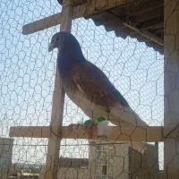 کفتر زدو خوردی