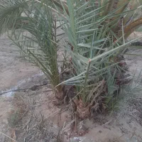 فروش نهال(پاجوش)قصب|گل و گیاه طبیعی|افزر, |دیوار