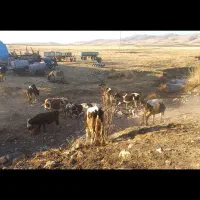 ۱۲راس گوساله دورگه صحرا-رو|حیوانات مزرعه|دالاهو, |دیوار