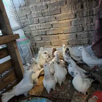 کبوتر|پرنده|تهران, صادقیه|دیوار