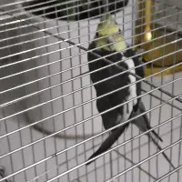 عروس هلندی نر بالغ