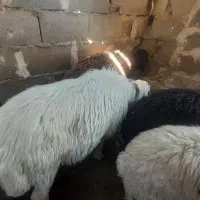 تعداد ۱۲ راس بره