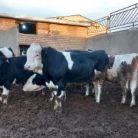 دوگوساله نر سیمینتال کله سفیدویک راس شاروله