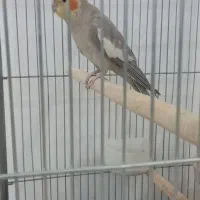 جفت عروس هلندی مولد