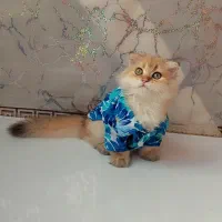 گربه اسکاتیش پسر و دختر عروسک