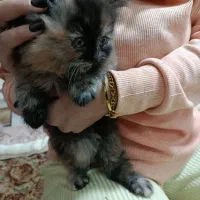 فروش بچه گربه ماده بانژاد بریتیش