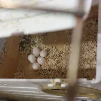 عروس هلندی جفت با تخم