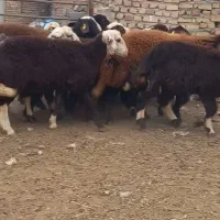 میش بره ماده