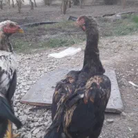 فر وش خروس لاری|حیوانات مزرعه|گرگان, |دیوار