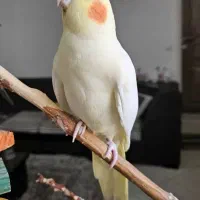 عروس هلندی ماده