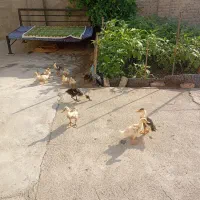 اردک
