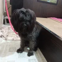 سگ پاکوتاه