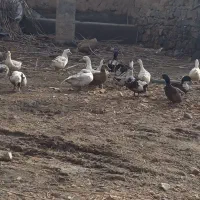 قیمت 600بوقلمون نر300