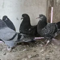 جوجه کبوتر پرشی