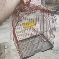 طوطی برزیلی اهلی تحویل درب منزل|پرنده|ارومیه, |دیوار