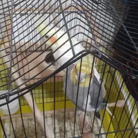 عروس هلندی و گیرینجیک و برزیلی|پرنده|صومعهسرا, |دیوار