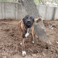 سگ خراسانی ۱۵ ماهه