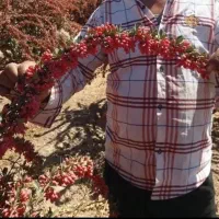 مجموع تولیدنهالهای زرشکپفکیانواععناب.ازخراسان|خدمات باغبانی و درختکاری|اصفهان, دانشگاه اصفهان|دیوار