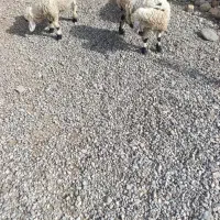 گوسفند نر و ماده