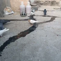 کبوتر|پرنده|مشهد, کوی ولیعصر|دیوار