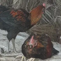 مرغ و خروس محلی‌ چاق برای کشتار