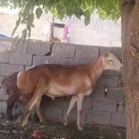 قوچ چینی