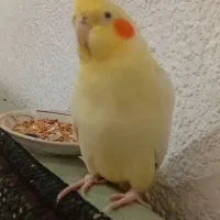 فروش عروس هلندی با قفس