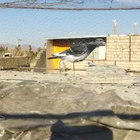 پرنده|پرنده|درمیان, |دیوار