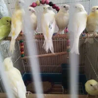 7 تا قناری پنج ماهه 10 میلیون