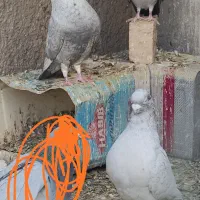 کبوتر نقره‌ای نر