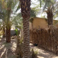 نهال خرماموجود