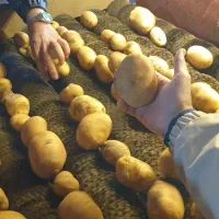 سیب زمینی درجه۱ تحویل رایگان