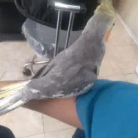 عروس و مرغ عشق|پرنده|فومن, |دیوار