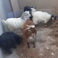 بزغاله نر چاق کاردی|حیوانات مزرعه|قائن, |دیوار