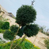 باغبانی ،هرس کار،کاشت،چمن زنی