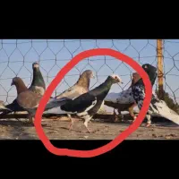 گمشده بی زحمت آگهی رو بخون|حیوانات|مشهد, رسالت|دیوار