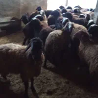 بره|حیوانات مزرعه|بوئین زهرا, |دیوار