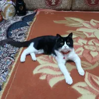 گربه تاکسیدو