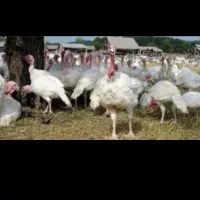 بوقلمون گوشتی بیوتی زنده285