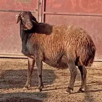 قوچ هترو|حیوانات مزرعه|طاغنکوه, |دیوار