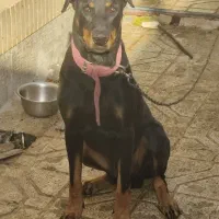 واگذاری|سگ|گلبهار, شهر جدید گلبهار|دیوار