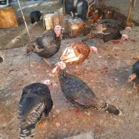 بوقلمون خانگی و ارگانیک|حیوانات مزرعه|یزد, |دیوار