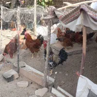 فروش خروس