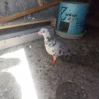 کفتر|پرنده|مشهد, شترک|دیوار