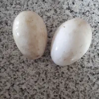 مقداری تخم غازنطفه دارسالم