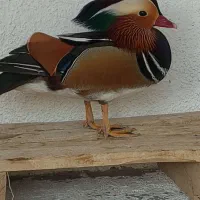 مرغ و خروس زینتی|حیوانات مزرعه|خمینی‌شهر, |دیوار