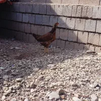 مرغ و جوجه|حیوانات مزرعه|لیلان, |دیوار