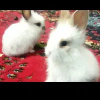 خرگوش لوپ|موش و خرگوش|سبزوار, جوادیه شرقی|دیوار