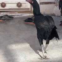 مرغ‌لاری‌افغان